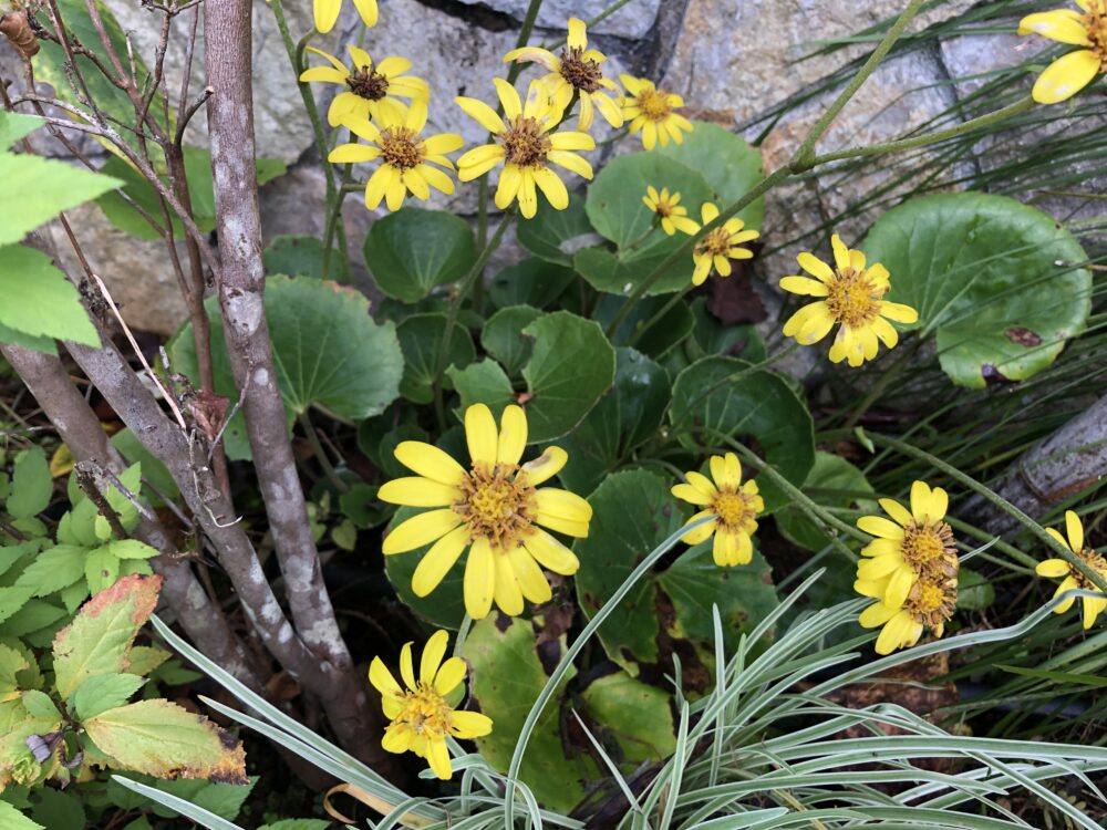 季節の移ろいを感じる樹木葬霊園 紅葉に色づいたツツジや黄色の